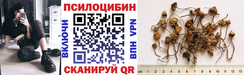 Псилоцибиновые грибы Psilocybe  Купить закладки  Питкяранта 